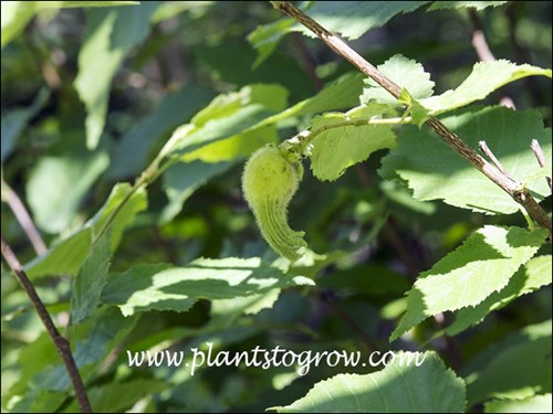 The Hazelnut is found at the base of the beaked fruit.